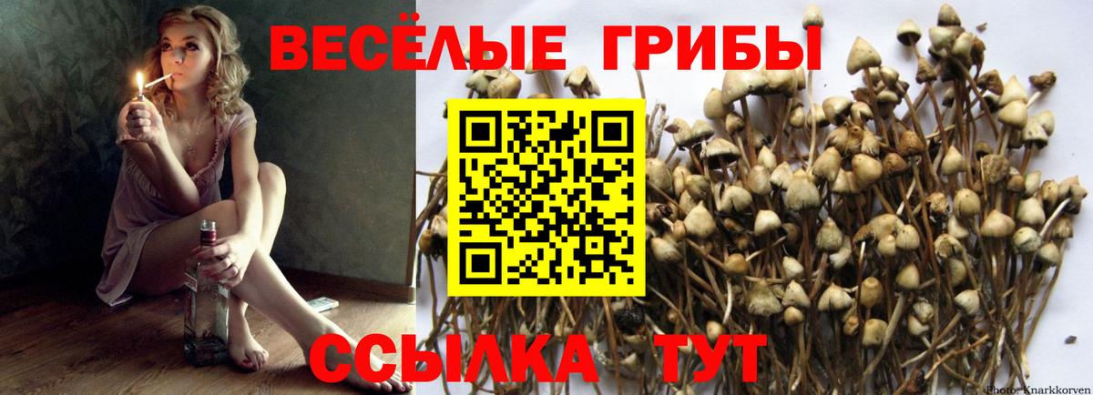 Псилоцибиновые грибы Psilocybe  Псилоцибиновые грибы прущие грибы  Вход с VPN  Северобайкальск 